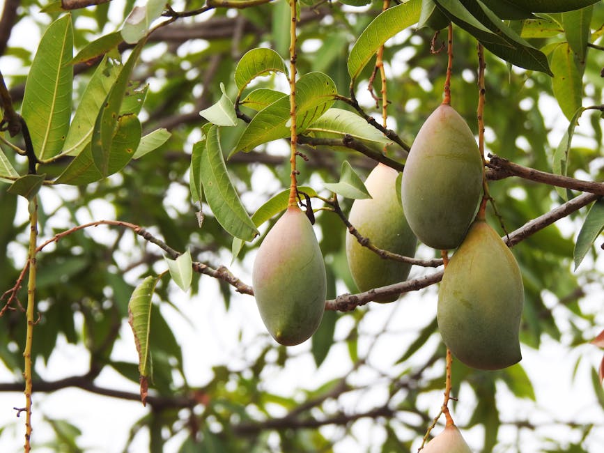 A calendar of Karnataka mango varieties through the season