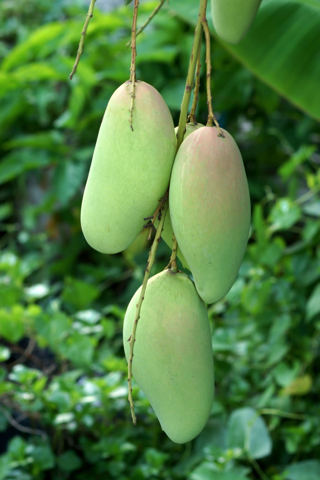 Raw Mango mango